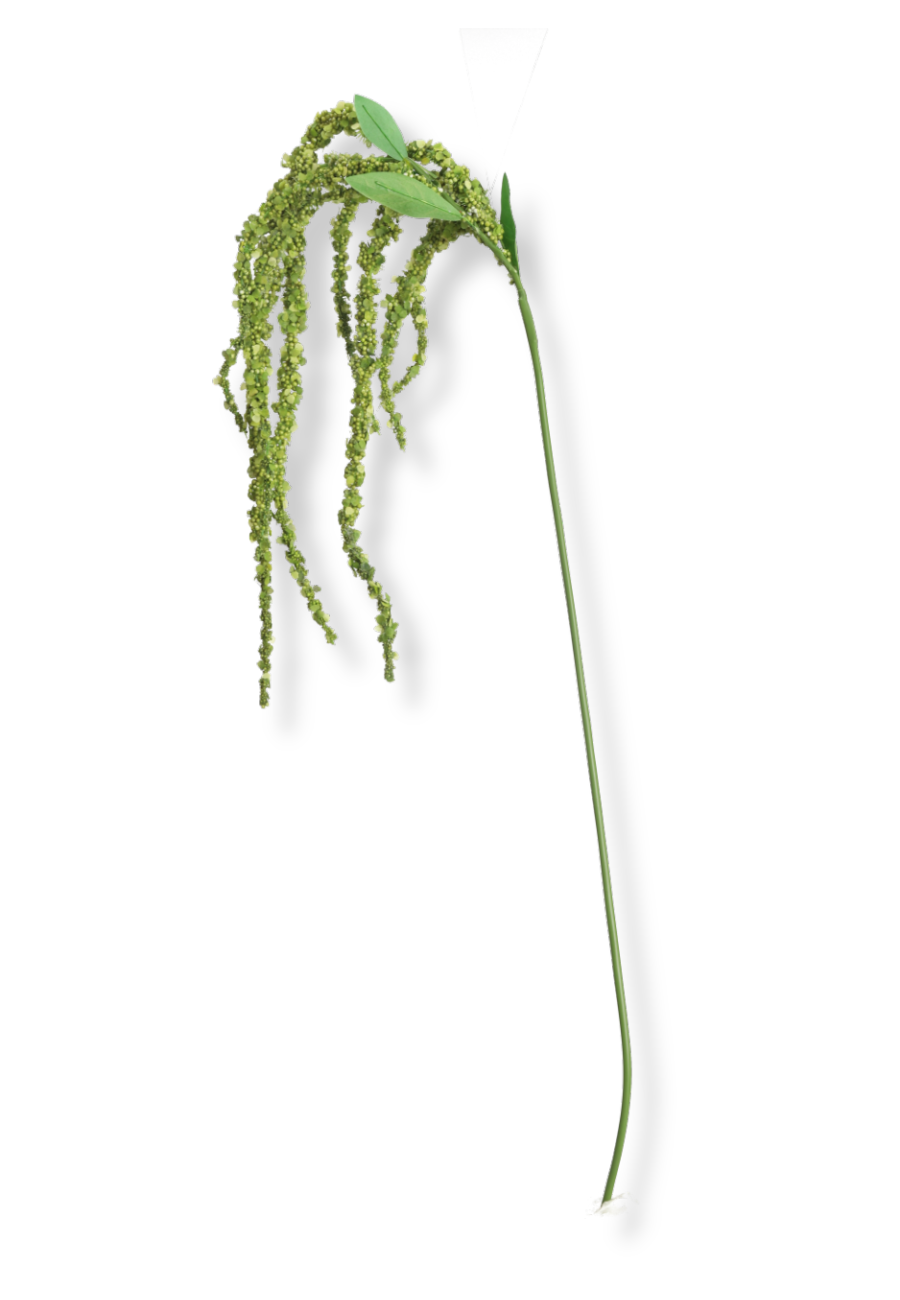 Amaranthus blomst - grøn